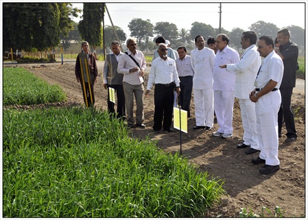 2013january17 agril mini babubhai s field visit (1)